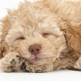 Sleepy toy Labradoodle puppy