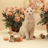 Ginger cat with flowers