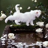 White kitten stretching by bird bath