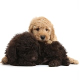 Cute sleepy Toy Goldendoodle puppies