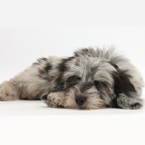 Sleeping Daxiedoodle pup