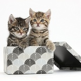 Cute tabby kittens, 6 weeks old, in a box