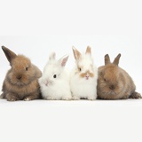 Four baby bunnies