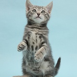 Tabby kitten on blue background
