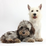 Westie and Daxiedoodle