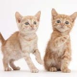 Two Ginger kittens, 5 weeks old