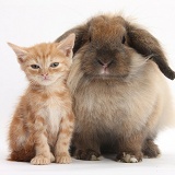 Ginger kitten and comical Lionhead-Lop rabbit