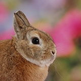 Netherland Dwarf rabbit portrait