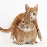 Ginger kitten and rabbit