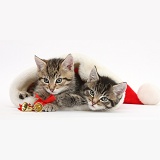 Cute tabby kittens in a Santa hat