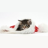 Cute tabby kitten, in a Santa hat