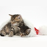 Cute tabby kittens, asleep in a Santa hat