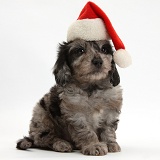 Daxiedoodle puppy wearing a Santa hat
