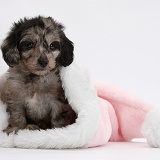 Daxiedoodle puppy in a pink Santa hat