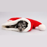 Daxiedoodle puppy sleeping in a Santa hat