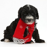 Yorkipoo puppy, 7 weeks old, wearing a scarf