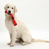 Golden Retriever dog, holding a Christmas cracker