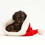 Red-and-black Daxiedoodle pup in a Santa hat