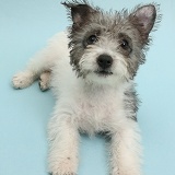 Jack Russell x Westie pup on blue background