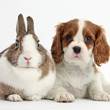 Blenheim Cavalier pup and Netherland Dwarf rabbit