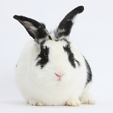 Black-and-white rabbit