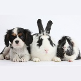 Black-and-white rabbit and Guinea pig with Cavalier pup