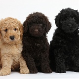 Three cute Toy Goldendoodle puppies