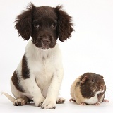 Chocolate-and-white Cocker Spaniel puppy and Guinea pig