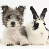 Jack Russell x Westie pup and rabbit