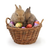Baby rabbits in a basket with Easter eggs