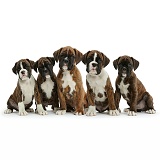 Five Boxer puppies, 8 weeks old