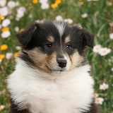 Tricolour Rough Collie dog puppy, 7 weeks old