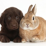Flatcoated Retriever puppy and rabbit