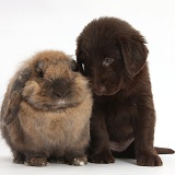 Flatcoated Retriever puppy and rabbit
