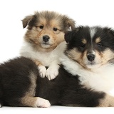 Two Rough Collie pups, 7 weeks old