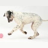 Blue Belton English Setter puppy chasing a ball