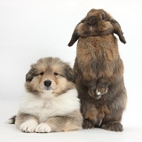 Sable Rough Collie puppy and rabbit
