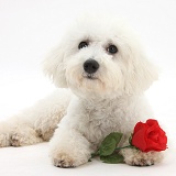 Bichon Frise with a red rose