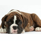 Boxer puppy, 8 weeks old, lying with chin on the floor