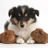Tricolour Rough Collie puppy and baby red Guinea pigs
