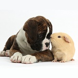 Boxer puppy and yellow Guinea pig