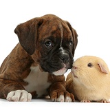 Boxer puppy and yellow Guinea pig