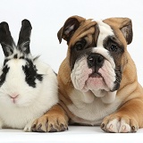 Bulldog puppy and rabbit