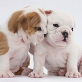 White and brown-and-white Bulldog puppies, 5 weeks old