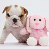 Bulldog puppy, 5 weeks old, and pink toy rabbit