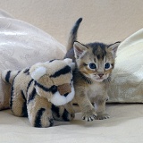 Tabby kitten, 4 weeks old, and tiger toy