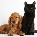 Sleepy Golden Cocker Spaniel pup and Black kitten