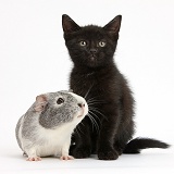 Black kitten and silver-and-white Guinea pig