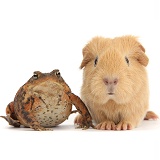 Common Toad and baby Guinea pig