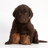 Flatcoated Retriever puppy and baby Guinea pigs